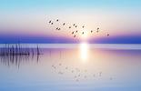 Lake and birds in the distance during sunset