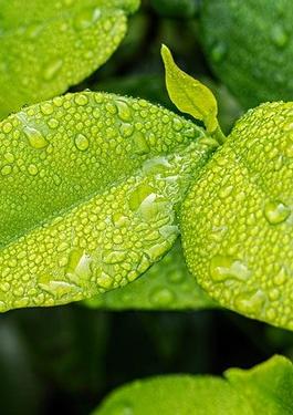 Verificarea verde a obligațiunilor