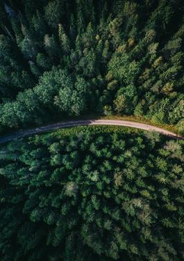 Managementul pădurilor și certificarea lanțului de custodie